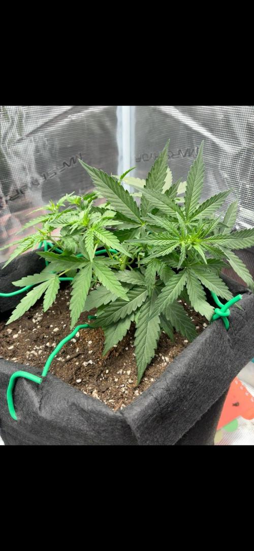 2nd grow epsilon f1. Week 3