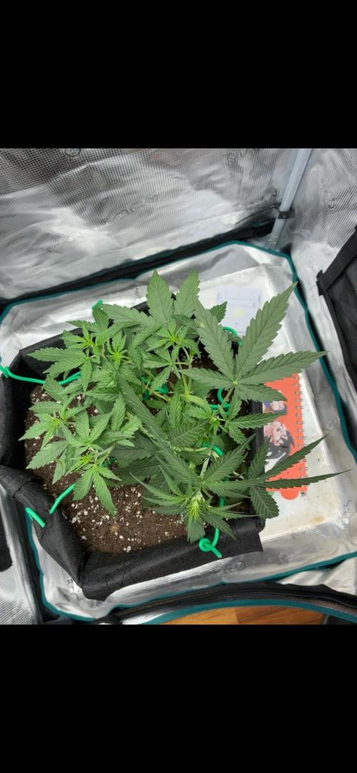 2nd grow epsilon f1. Week 3