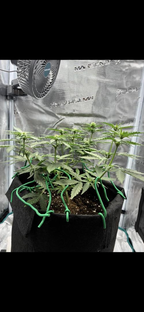 2nd grow epsilon f1. Week 4