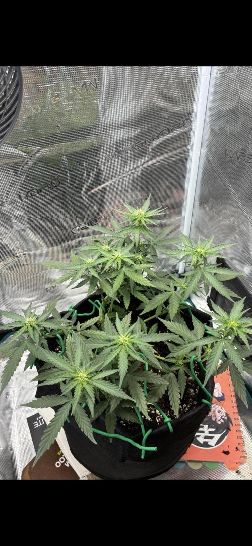 2nd grow epsilon f1. Week 4