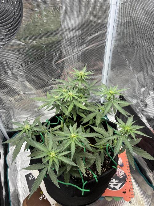 2nd grow epsilon f1. Week 4