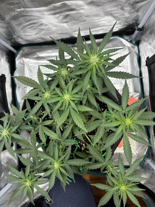 2nd grow epsilon f1. Week 4