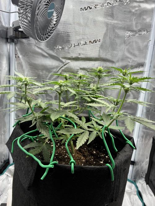 2nd grow epsilon f1. Week 4