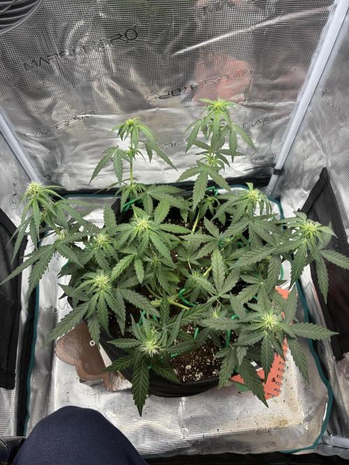 2nd grow epsilon f1. Week 4