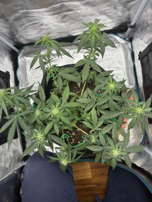 2nd grow epsilon f1. Week 4
