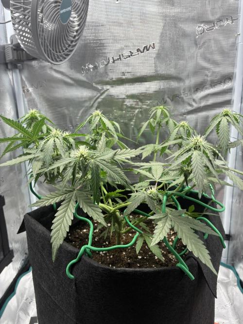 2nd grow epsilon f1. Week 4