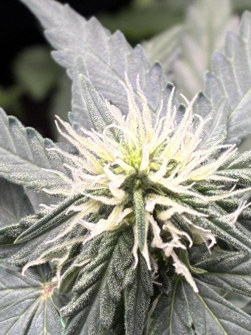 2nd grow epsilon f1. Week 4