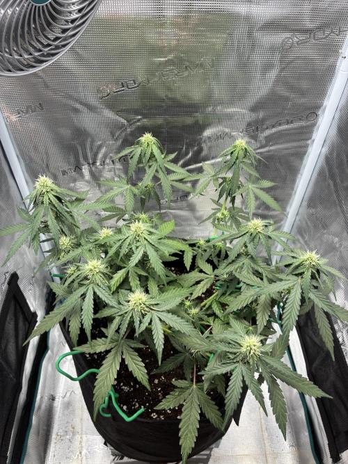 2nd grow epsilon f1. Week 4