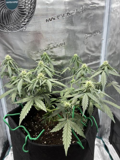 2nd grow epsilon f1. Week 4