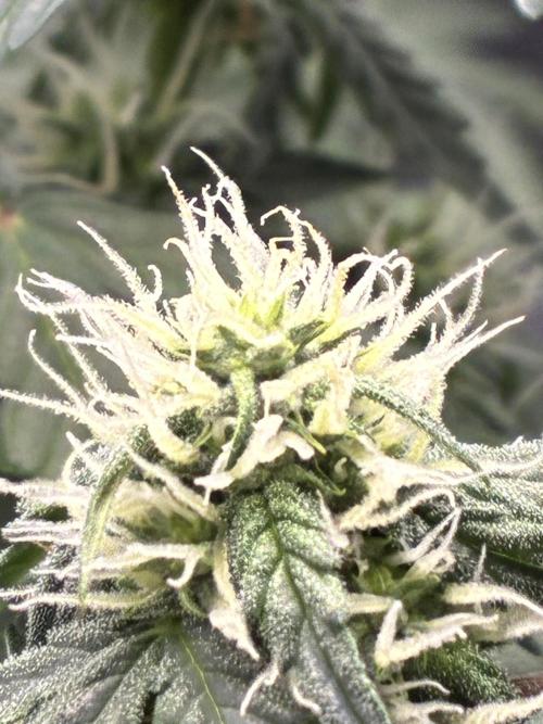 2nd grow epsilon f1. Week 4