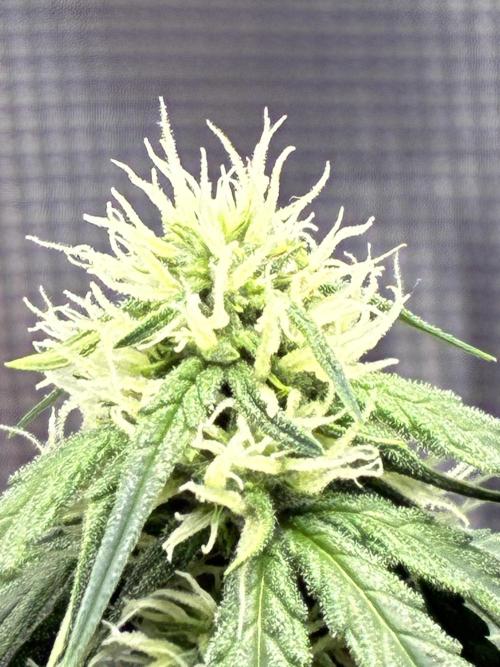 2nd grow epsilon f1. Week 4