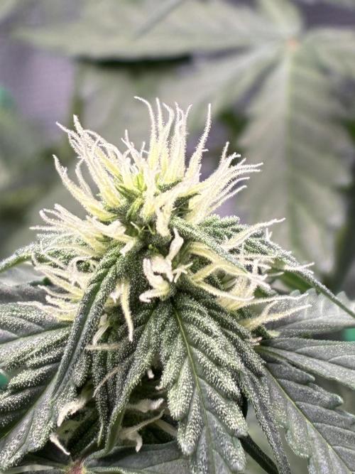 2nd grow epsilon f1. Week 4