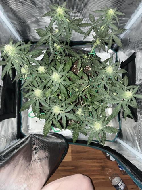 2nd grow epsilon f1. Week 4