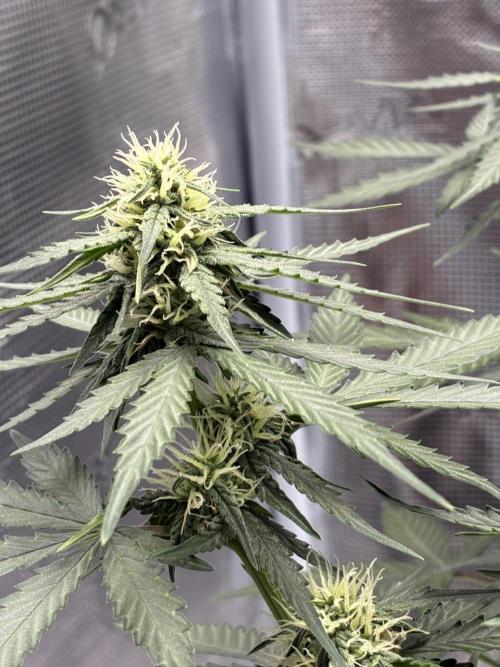 2nd grow epsilon f1. Week 5