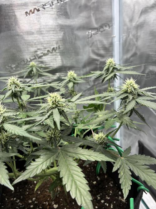 2nd grow epsilon f1. Week 5