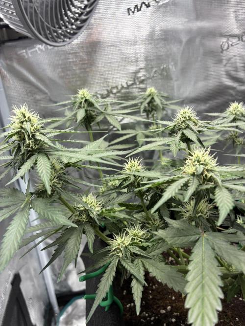2nd grow epsilon f1. Week 5