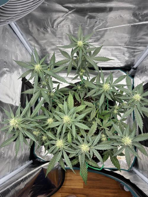 2nd grow epsilon f1. Week 5