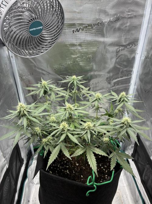 2nd grow epsilon f1. Week 5