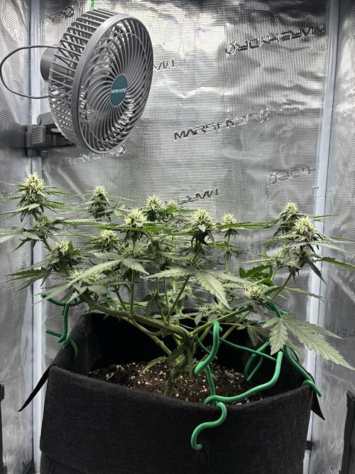 2nd grow epsilon f1. Week 5