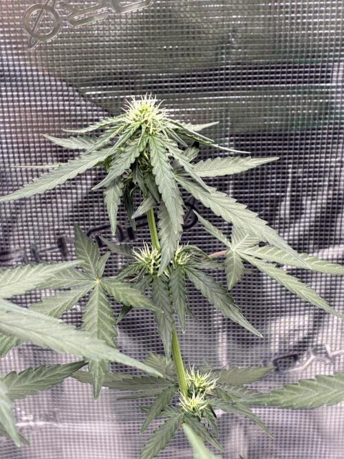 2nd grow epsilon f1. Week 5