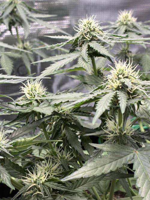 2nd grow epsilon f1. Week 5