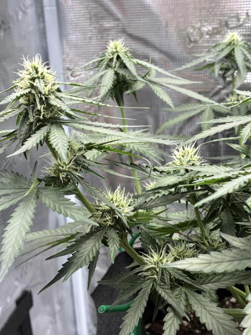 2nd grow epsilon f1. Week 5
