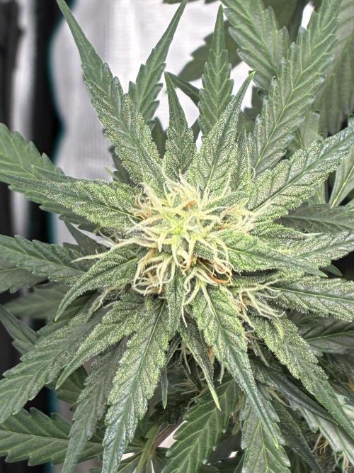 2nd grow epsilon f1. Week 6