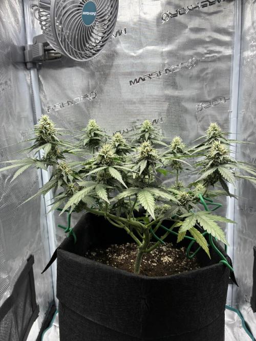 2nd grow epsilon f1. Week 6