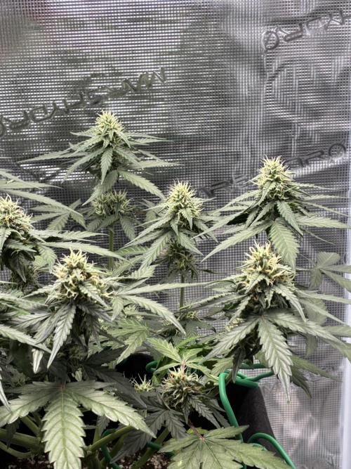 2nd grow epsilon f1. Week 6