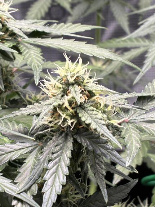 2nd grow epsilon f1. Week 6