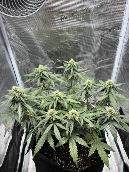 2nd grow epsilon f1. Week 6
