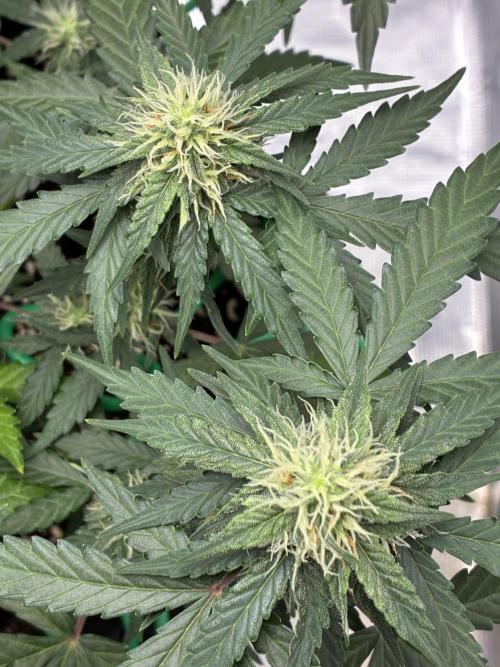 2nd grow epsilon f1. Week 6
