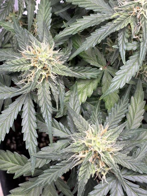 2nd grow epsilon f1. Week 6