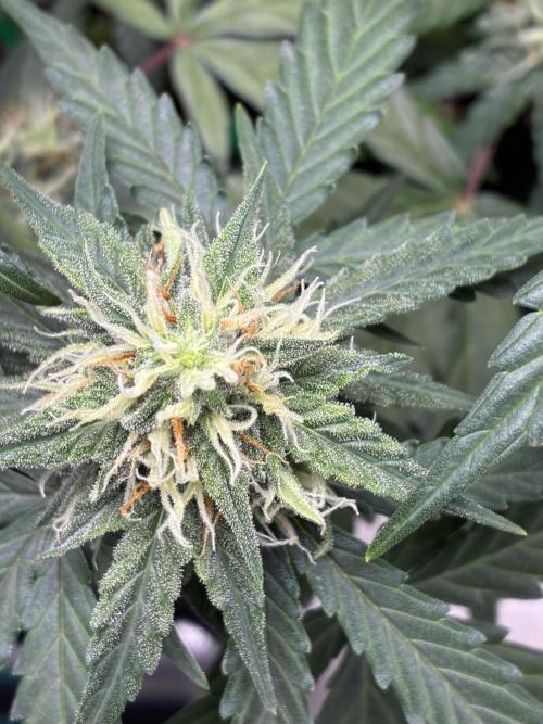 2nd grow epsilon f1. Week 6