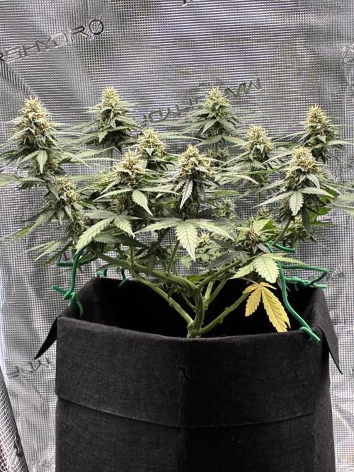 2nd grow epsilon f1. Week 6