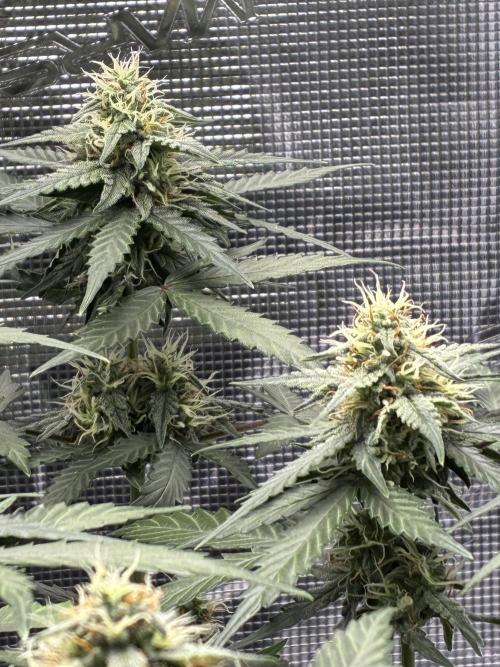 2nd grow epsilon f1. Week 6