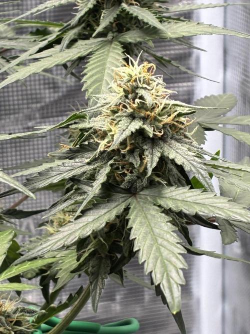 2nd grow epsilon f1. Week 6