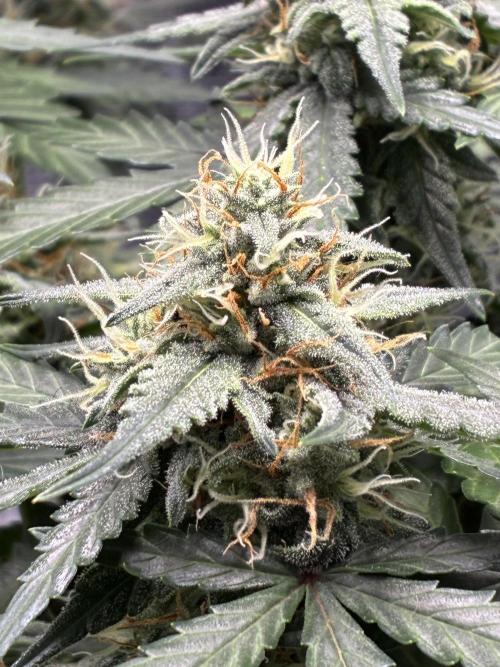 2nd grow epsilon f1. Week 6