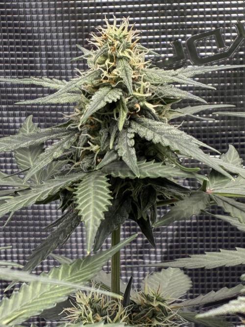 2nd grow epsilon f1. Week 6