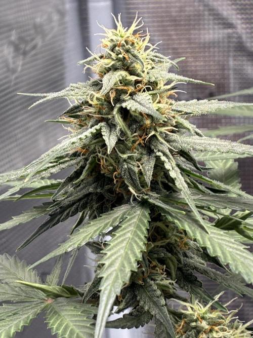 2nd grow epsilon f1. Week 6