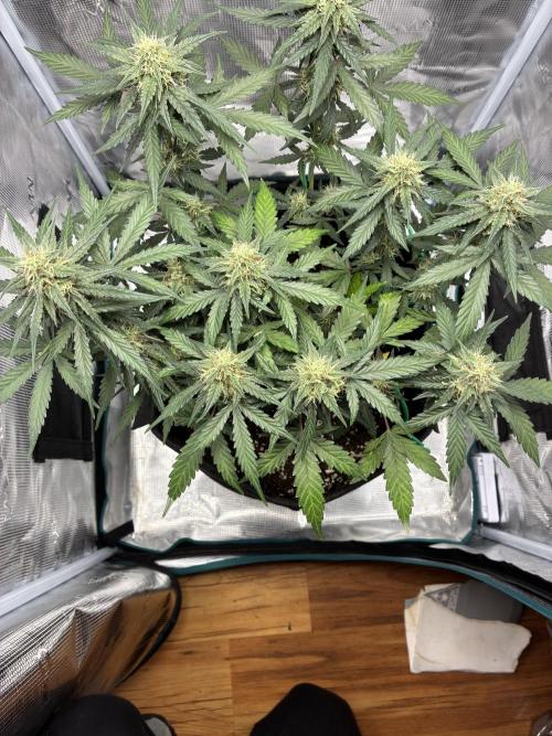 2nd grow epsilon f1. Week 6