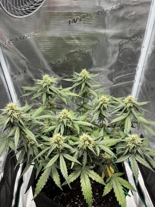 2nd grow epsilon f1. Week 6