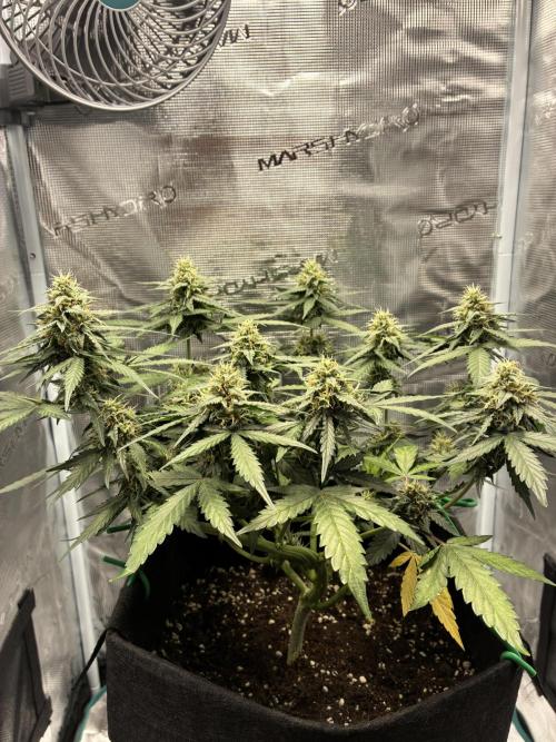 2nd grow epsilon f1. Week 6