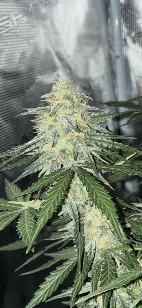 2nd grow epsilon f1. Week 7
