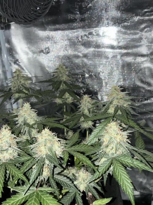 2nd grow epsilon f1. Week 7