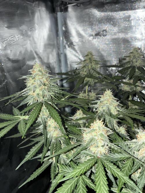 2nd grow epsilon f1. Week 7