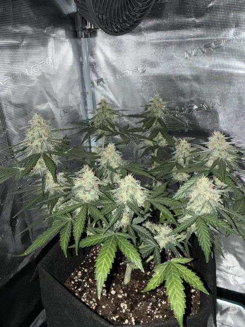 2nd grow epsilon f1. Week 7