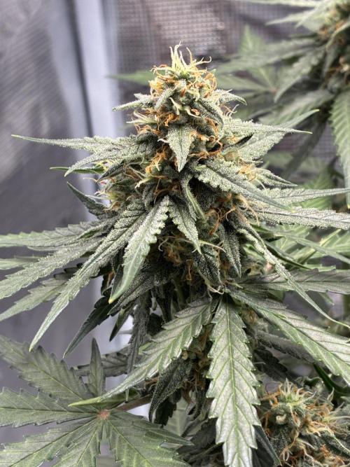 2nd grow epsilon f1. Week 7