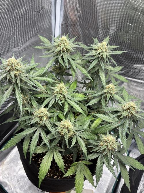 2nd grow epsilon f1. Week 7