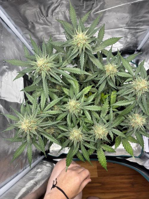 2nd grow epsilon f1. Week 7